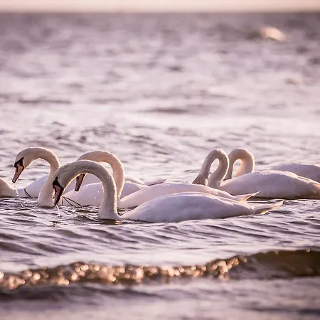 Strandvilla Тиссов