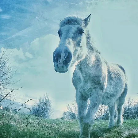 Strandvilla Тиссов